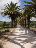 Palmenallee  &ndash; &copy; Joscha Koob (Eberhardt TRAVEL)