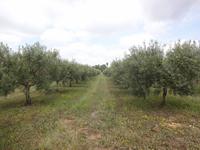 Olivenplantage