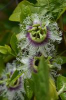 Blüten unetrwegs &ndash; &copy; Reinhard Kappes (Eberhardt TRAVEL)