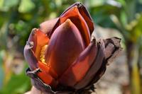 ..und Blüten dazu &ndash; &copy; Reinhard Kappes (Eberhardt TRAVEL)