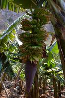 Bananen  ohne Ende &ndash; &copy; Reinhard Kappes (Eberhardt TRAVEL)