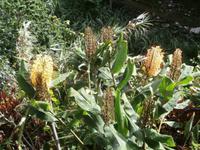 Girlandenblume &ndash; &copy; Ingrid Langer (Eberhardt TRAVEL)