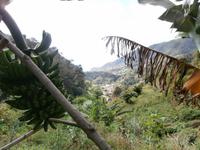 Bananenstaude &ndash; &copy; Ingrid Langer (Eberhardt TRAVEL)