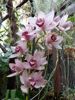 046. Orchideengarten, Madeira &ndash; &copy; Maria Michel (Eberhardt TRAVEL)