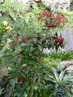 050. Orchideengarten, Madeira &ndash; &copy; Maria Michel (Eberhardt TRAVEL)