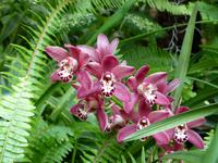 051. Orchideengarten, Madeira &ndash; &copy; Maria Michel (Eberhardt TRAVEL)
