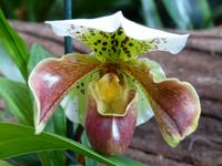 053. Orchideengarten, Madeira &ndash; &copy; Maria Michel (Eberhardt TRAVEL)