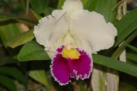 Im Orchideengarten &ndash; &copy; Susanne Schirmann (Eberhardt TRAVEL)