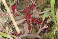 Im Orchideengarten &ndash; &copy; Susanne Schirmann (Eberhardt TRAVEL)