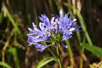 Schmucklilie &ndash; &copy; Susanne Schirmann (Eberhardt TRAVEL)