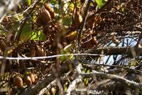 Kiwis &ndash; &copy; Susanne Schirmann (Eberhardt TRAVEL)