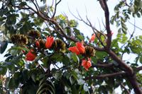 Afrikanischer Tulpenbaum &ndash; &copy; Anna Stiebing (Eberhardt TRAVEL)