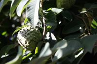 Cherimoya/Annona &ndash; &copy; Anna Stiebing (Eberhardt TRAVEL)