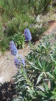 Stolz von Madeira &ndash; &copy; Philip Seidel (Eberhardt TRAVEL)