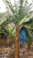 Bananenplantage &ndash; &copy; Philip Seidel (Eberhardt TRAVEL)