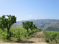 Weingut &ndash; &copy; Rico Manns (Eberhardt TRAVEL)
