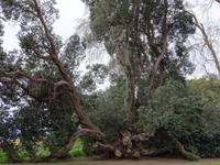 Quinta do Palheiro = Blandy's Garten - australischer Weihnachtsbaum &ndash; &copy; Hans-Joachim Trutz (Eberhardt TRAVEL)