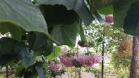 Im botanischen Garten
