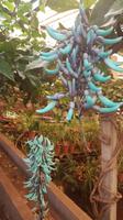 Im Orchideengarten &ndash; &copy; Kristina Hesse (Eberhardt TRAVEL)
