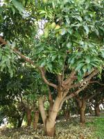 Bananenplantage &ndash; &copy; Philip Seidel (Eberhardt TRAVEL)