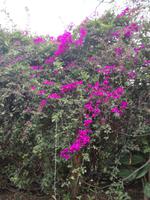 Orchideengarten &ndash; &copy; Philip Seidel (Eberhardt TRAVEL)