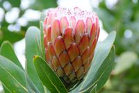 Protea in Blandy's Garten &ndash; &copy; Susanne Schirmann (Eberhardt TRAVEL)