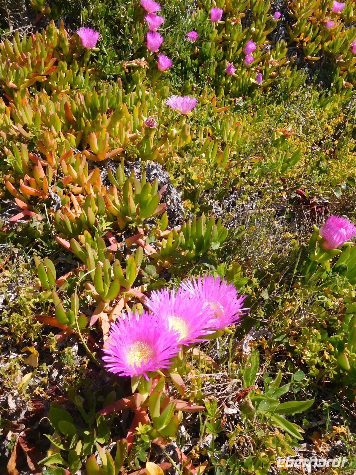 303 Küstenwanderung nach Carvoeiro Mittagsblume &ndash; &copy; Karolin Kühn (Eberhardt TRAVEL)