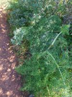 248 Rocha da Pena Fenchel &ndash; &copy; Karolin Kühn (Eberhardt TRAVEL)