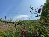 Weingut &ndash; &copy; Steffi Zimmermann (Eberhardt TRAVEL)