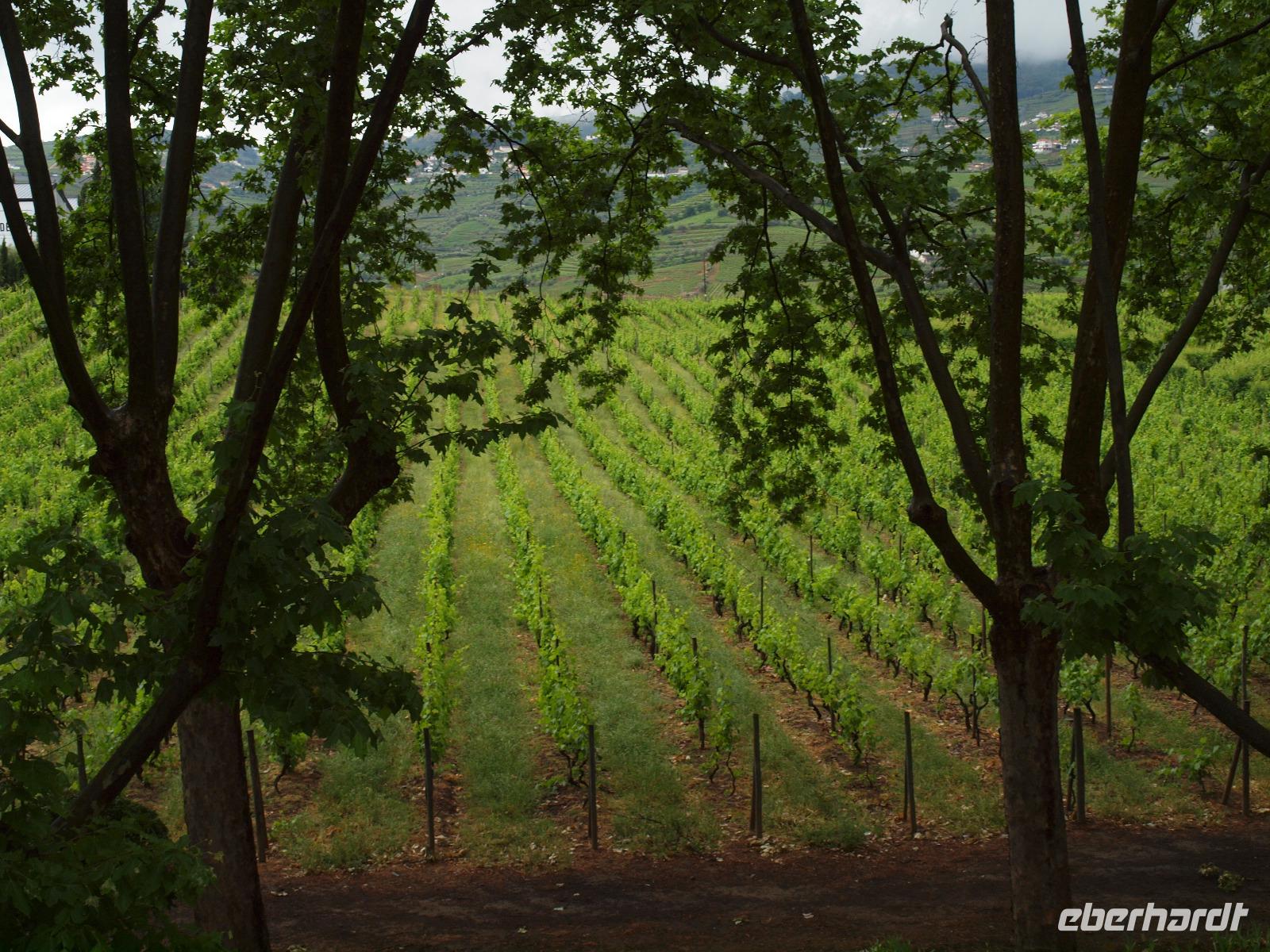 Besuch eines Weinberges bei Peso da Regua - Quinta da Pacheca &ndash; &copy; Juliane Voigt (Eberhardt TRAVEL)