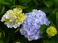 Hortensien &ndash; &copy; Kerstin Hugel (Eberhardt TRAVEL)