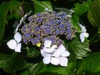 Hortensien &ndash; &copy; Kerstin Hugel (Eberhardt TRAVEL)
