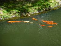  Terra-Nostra Park &ndash; &copy; Kerstin Hugel (Eberhardt TRAVEL)