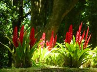  Terra-Nostra Park &ndash; &copy; Kerstin Hugel (Eberhardt TRAVEL)