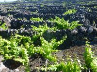 Insel Pico &ndash; &copy; Kerstin Hugel (Eberhardt TRAVEL)