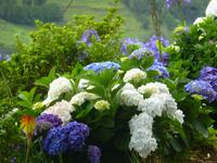 Hortensien &ndash; &copy; Kerstin Hugel (Eberhardt TRAVEL)