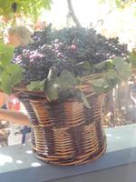 Weinfest &ndash; &copy; Rico Manns (Eberhardt TRAVEL)
