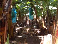 Bananenplantage &ndash; &copy; Rico Manns (Eberhardt TRAVEL)