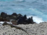 freche Eidechsen &ndash; &copy; Rico Manns (Eberhardt TRAVEL)