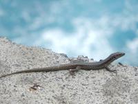 freche Eidechsen &ndash; &copy; Rico Manns (Eberhardt TRAVEL)