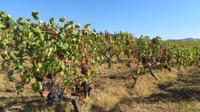 Weingut Quinta de Pacheca  &ndash; &copy; Petra Sauer (Eberhardt TRAVEL)