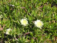151-Mittagsblumen_Capo_da_Roca &ndash; &copy; Dirk Schlosser (Eberhardt TRAVEL)