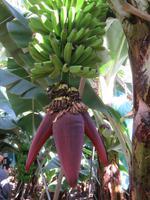 Ponta do Sol - Bananenplantage &ndash; &copy; Marion Kottlos (Eberhardt TRAVEL)