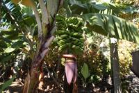 Bananenblüte mit Früchten