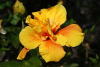 Hibiskus &ndash; &copy; Susanne Schirmann (Eberhardt TRAVEL)