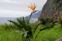 Strelitzie &ndash; &copy; Susanne Schirmann (Eberhardt TRAVEL)