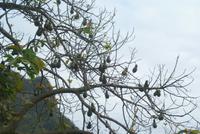 Avocadobaum &ndash; &copy; Susanne Schirmann (Eberhardt TRAVEL)