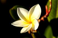 Frangipani &ndash; &copy; Susanne Schirmann (Eberhardt TRAVEL)
