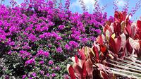 Eine Farbenpracht auf Madeira und das zur Weihnachtszeit! &ndash; &copy; Susanne Schirmann (Eberhardt TRAVEL)