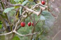 Baumtomaten &ndash; &copy; Helene Johannsen (Eberhardt TRAVEL)